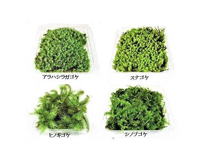 苔４種セットＤ：アラハシラガゴケ・ヒノキゴケ・スナゴケ