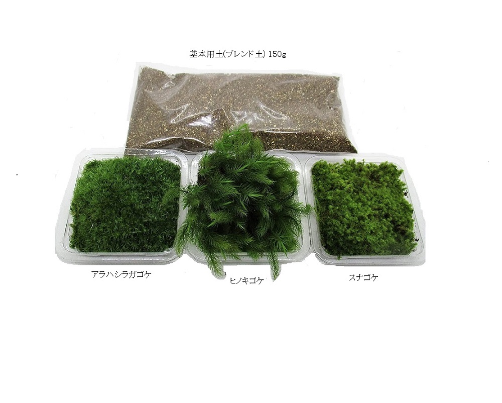 苔３種 と 土 のセット (BT01 : シノブゴケ コツボゴケ